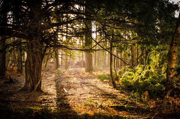 new forest into the light with details after processing