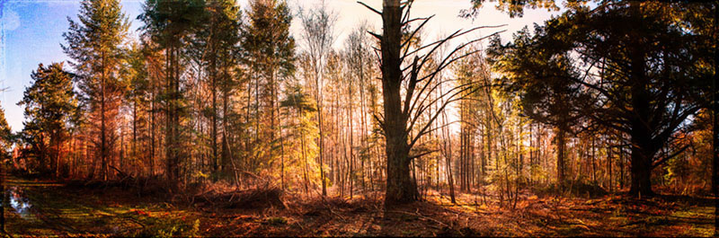 new forest pan into the light