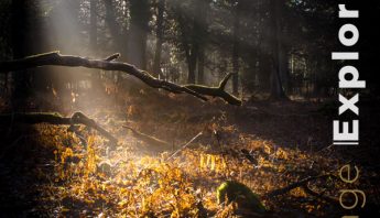 photographing into the light Contre-jour in the forest